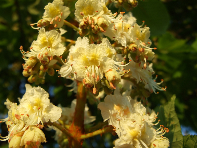 conker tree
